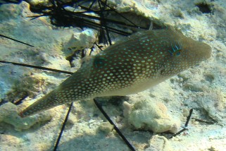 Canthigaster margaritata - Rotmeer-Spitzkopfkugelfisch (Perlen-Krugfisch, Spitzkopf-Kugelfisch, Perlen-Kugelfisch)